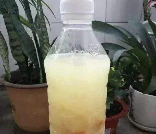 什么“养花肥”,都不如“它”,腐熟后浇君子兰、月季,开出花!