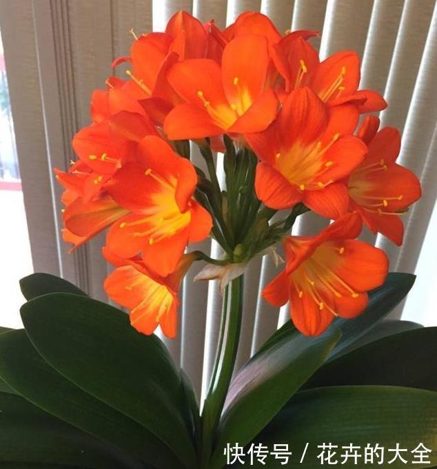 妙招|养君子兰用这个小妙招,开花多、新叶多、不夹箭,叶子绿的发光