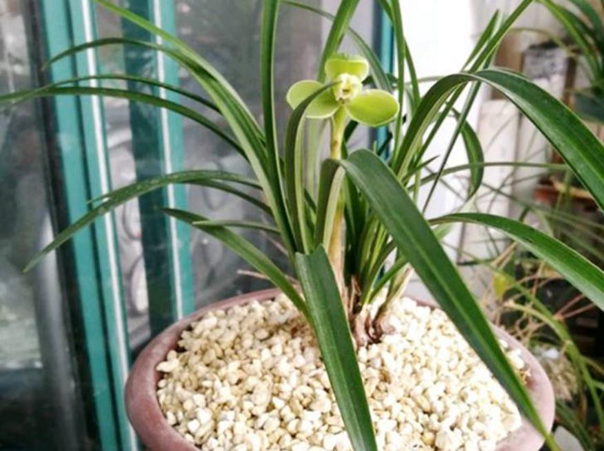 盆栽兰花叶面发白不要急,小花匠教你两招,简单实用