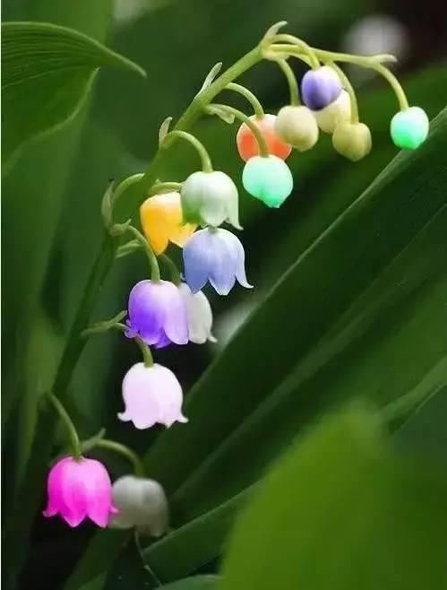 太太太漂亮了,绝对没有见过,发到群里,朋友们会爱死你的!