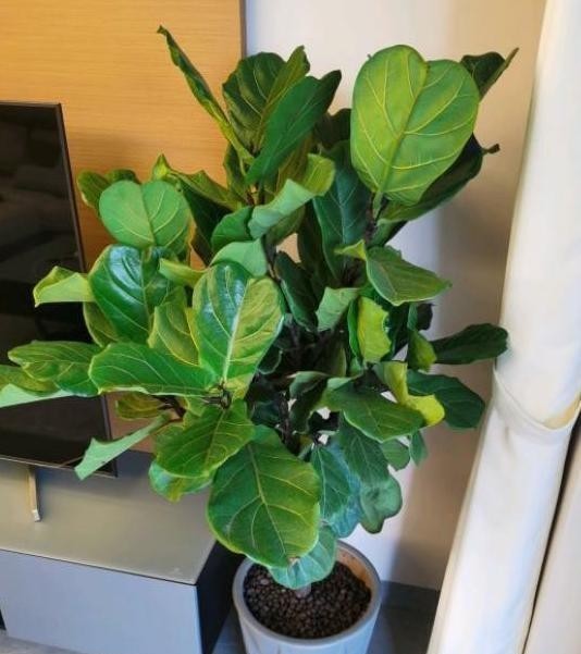 烂根的情况|室内养花怎么预防烂根?掌握5个关键,栽种花草没烦恼,远离烂根