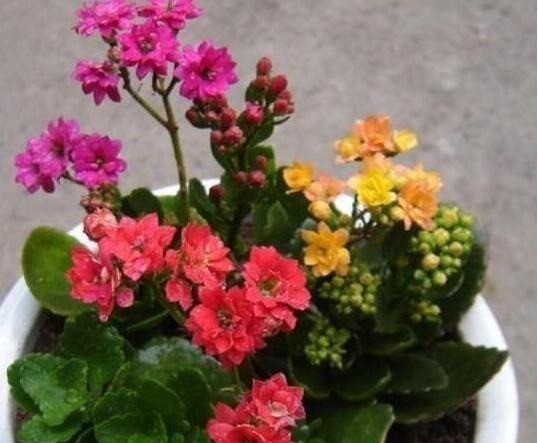 生长|随手喂点“它”,长寿、蟹爪兰生长呈现“爆发式”,开花提前30天