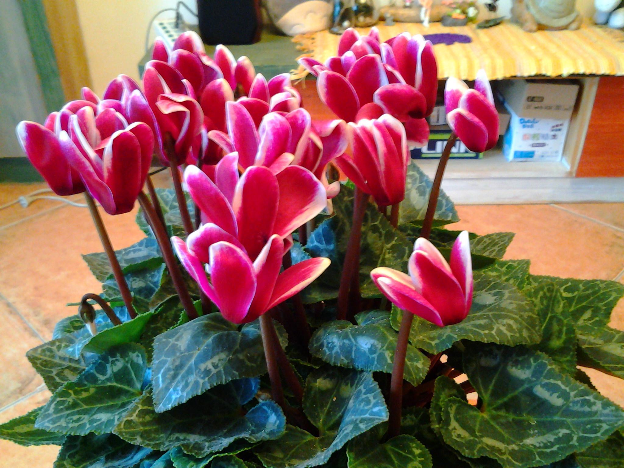 球根|9月后该养盆“仙客来”，除夏季都开花，现在养一盆，开花到明年