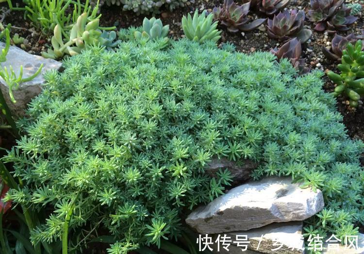 刚买来的多肉太瘦,告诉你这样栽变胖一倍