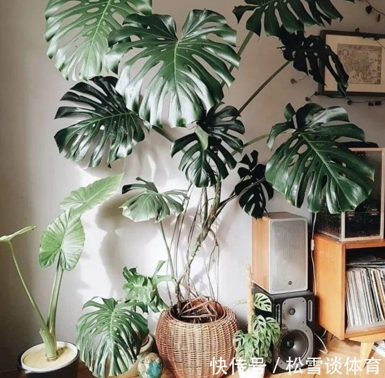 家庭养花,哪些地方不能摆放植物盆栽?除了室内,室外也有讲究