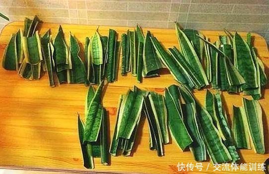 1种花每年开180天,叶子“剁碎”撒盆里,开花比牡丹还大气!