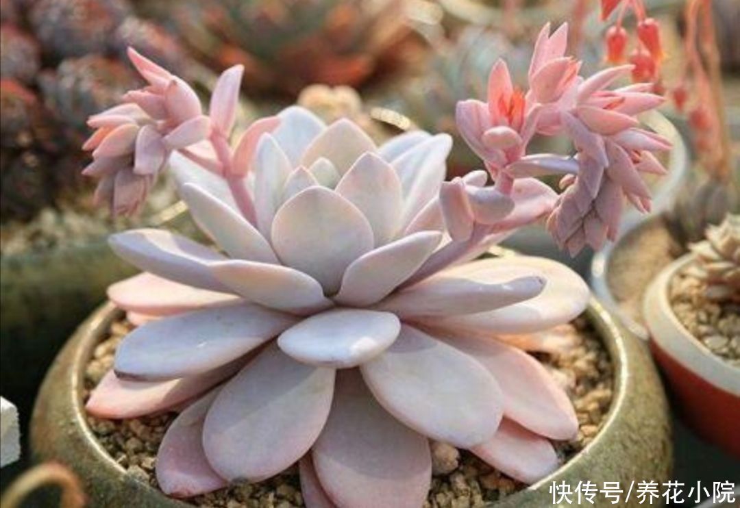 天气暖和了，把多肉搬出来晒晒太阳，叶色绚丽多姿，观赏性强