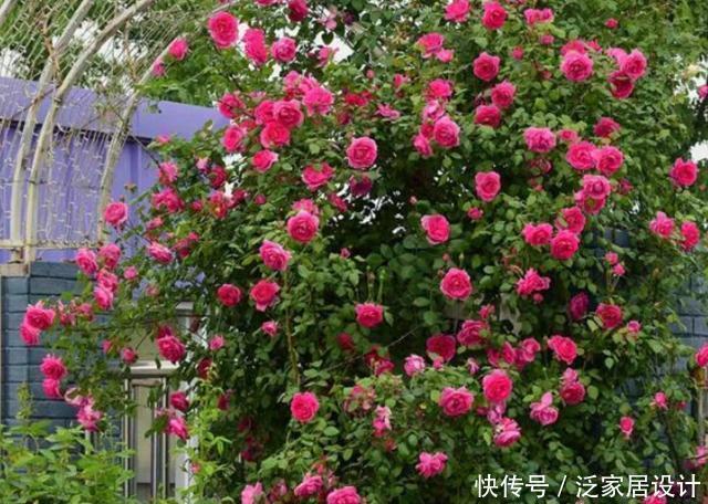 花海|看见一户人家院子,栽满爬藤花,好美!真是羡煞旁人
