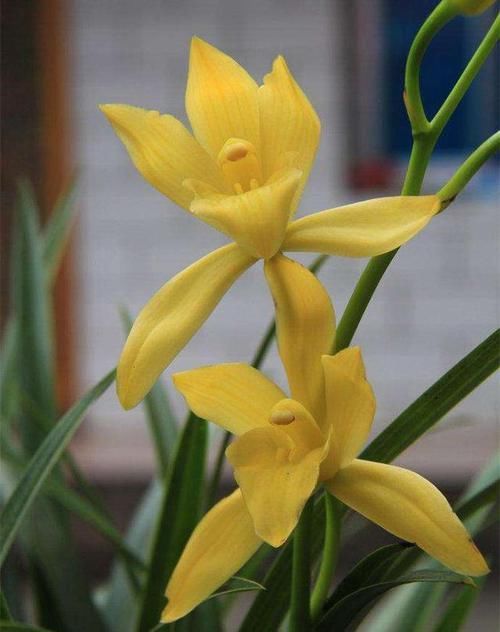  兰花|一款出身名门的兰花，花色金黄，花开大朵，香味扑鼻，现正值花期