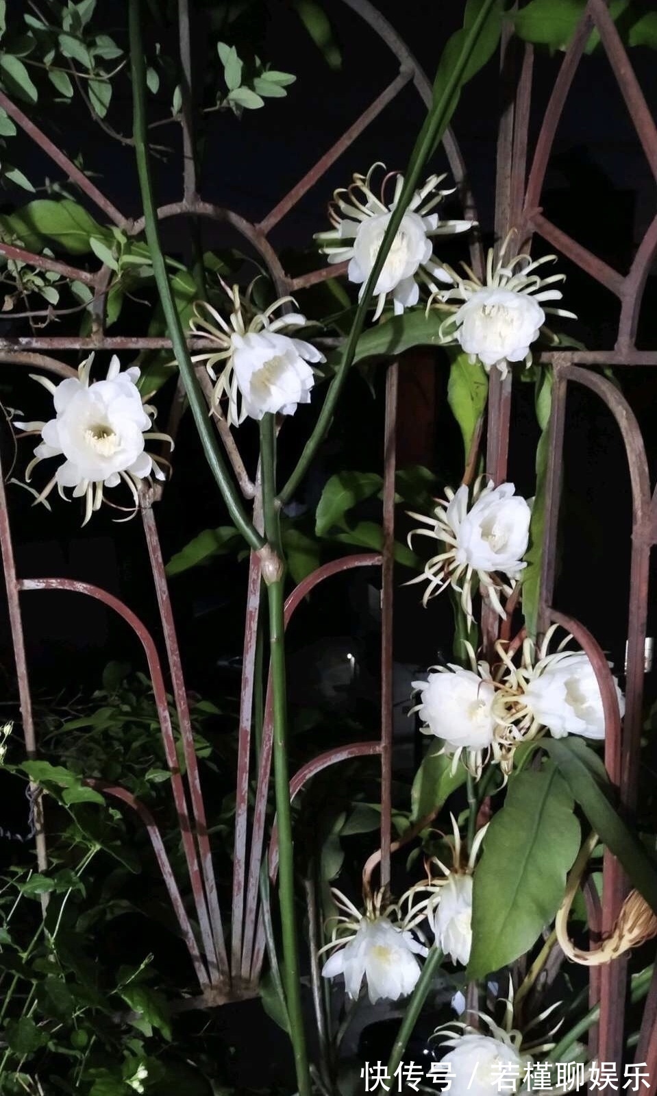 养了3年的昙花，终于开了50朵花，真是有“仙气”