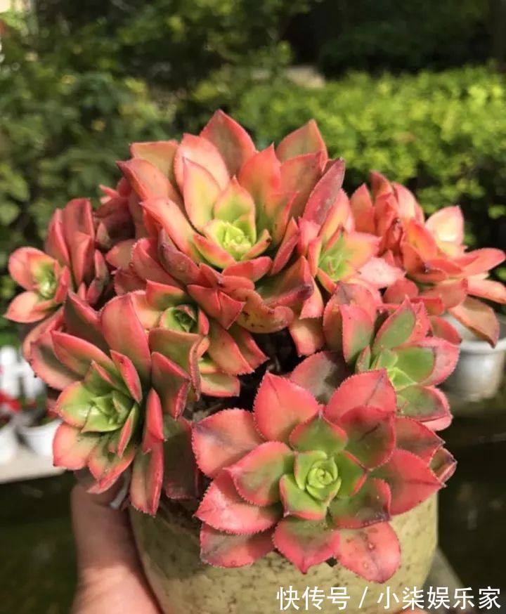 学会3招,多肉养成“手捧花”,七夕情人节,最漂亮的礼物!