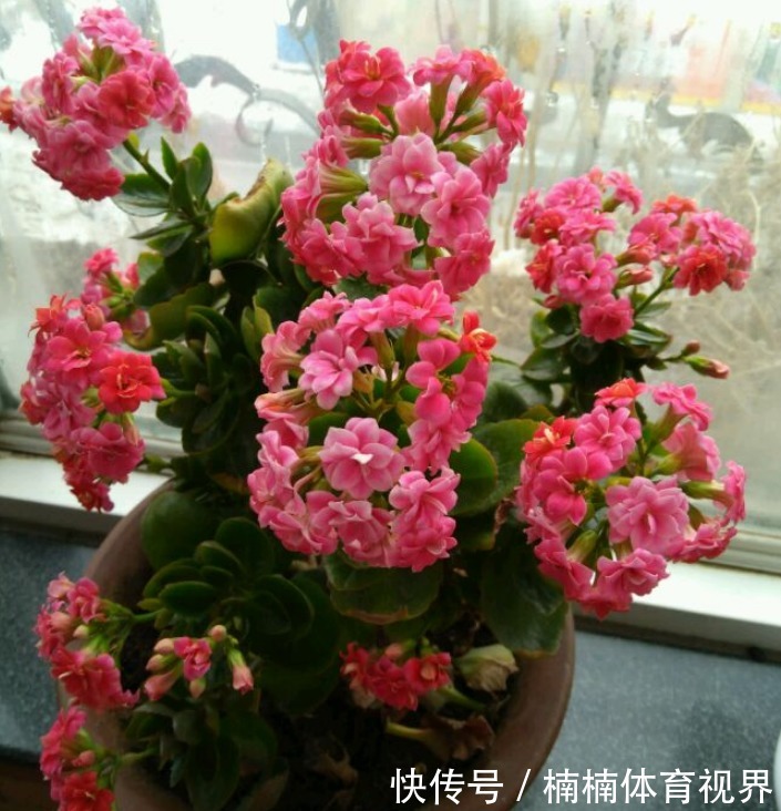 怎么让长寿花多来几茬？这4个方面“勤快些”，一茬接一茬地开