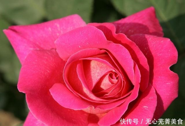 这4种花，漂亮好养、耐寒花期长，能做美食能入药，营养健康