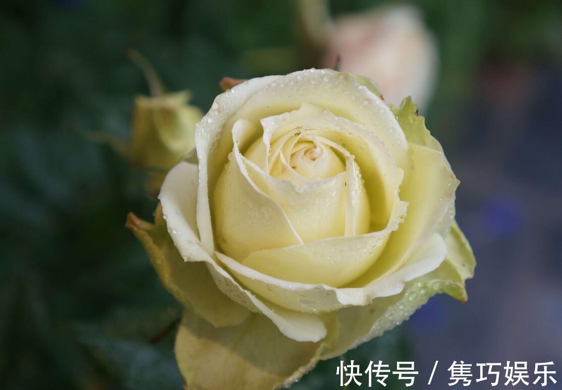 很冷门，但很好看的10款月季，与众不同最配你