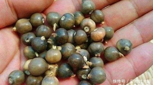 农村这野草,是祛湿驱寒的良药,人称“来尿珠”,如今30元一斤