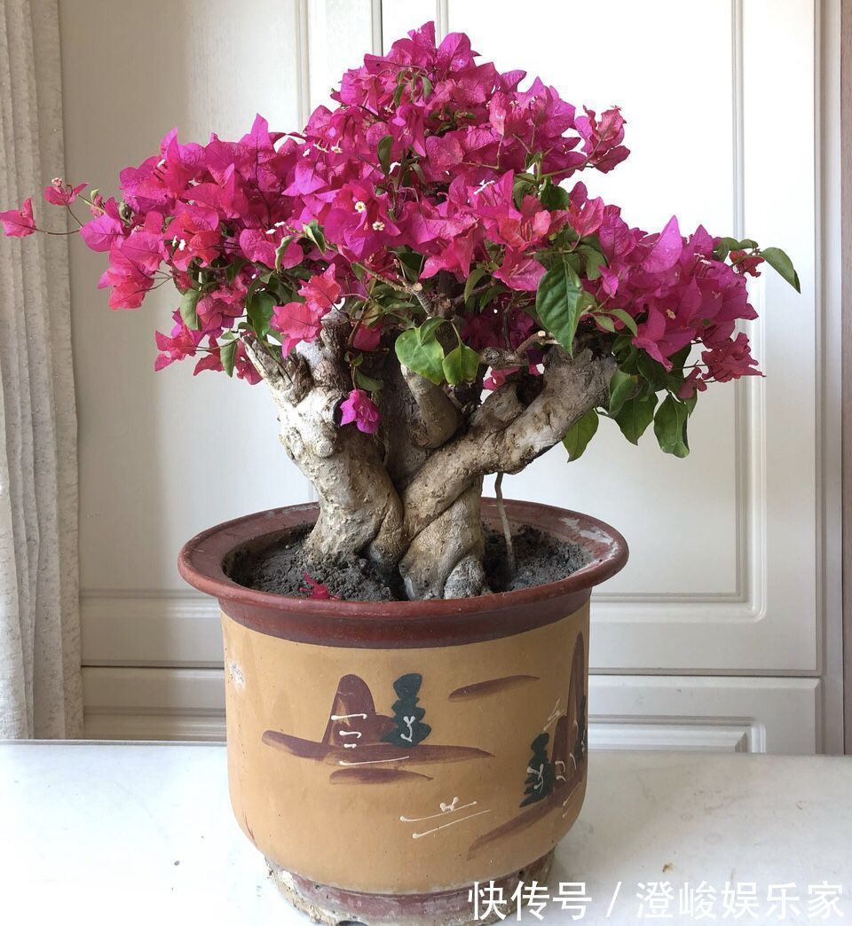 月季|养月季病虫害太多花匠推荐养“这种”花,不生病、花期150天