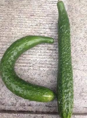 买黄瓜时,直的好还是弯的好?教你3个小技巧,黄瓜鲜嫩又好吃!