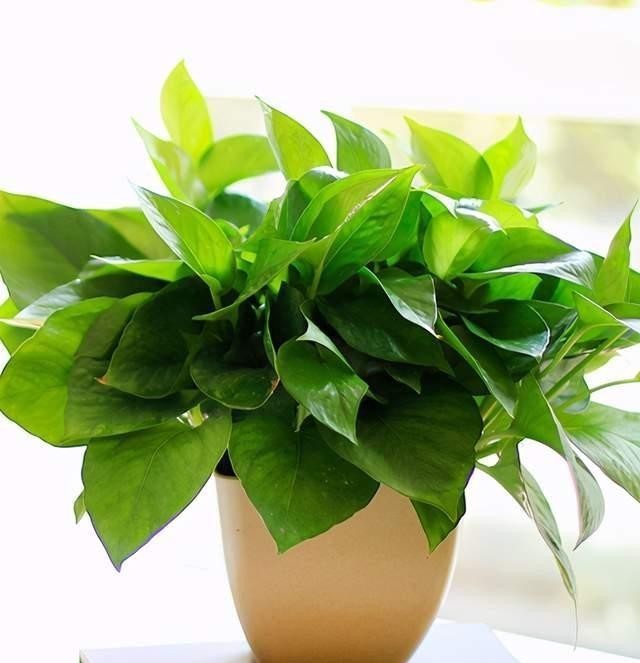 黄叶|冬天如何养好绿箩,注意这4点,不黄叶还长势好