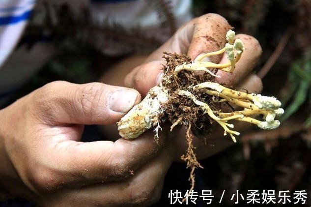 野花|20年前践踏的“野花”，价值比“冬虫夏草”更珍贵，见到要珍惜！