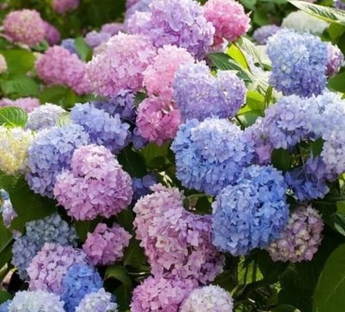 4种漂亮花，好打理，开起花来“拦”不住，美不胜收，你养了吗