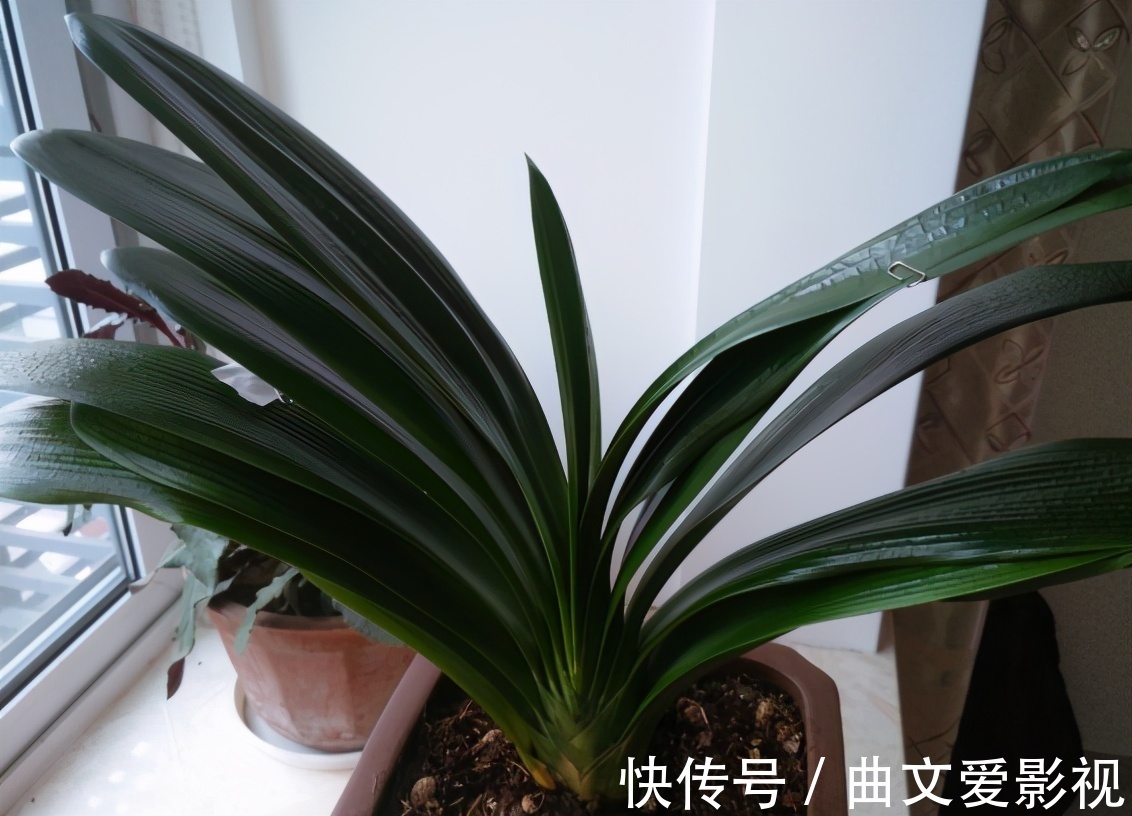 养君子兰|别郁闷,君子兰盆栽不开花了,满足4个条件,花开得停不下来