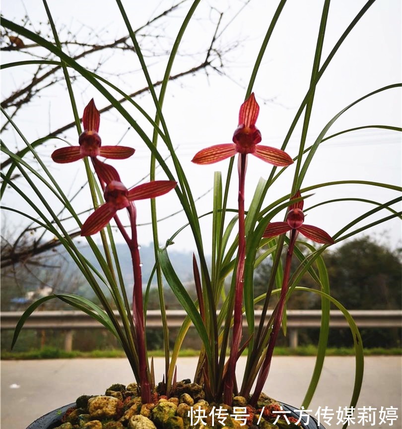  鲜艳|春兰顶级红素“醉红素”，花色鲜艳，香味扑鼻，集众多优点于一身