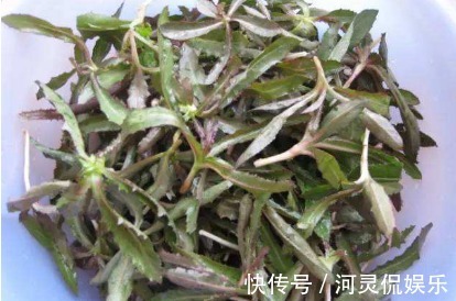 野菜|农村一种野菜,以前许多人觉得不可以吃,现在抢着买