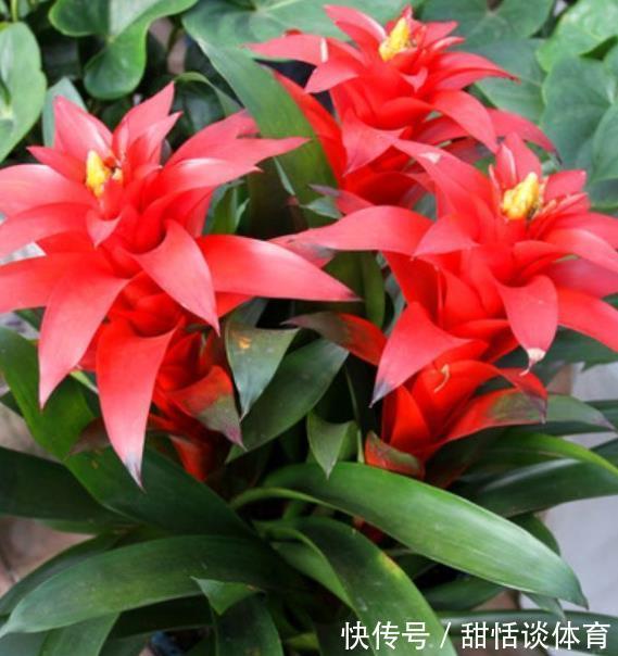 客厅摆上5种花,寓意美好越养越旺,皮实好养颜值高,适合新手