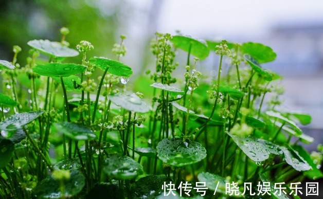 人养花,花养人,6种花越养越健康,养人又旺财