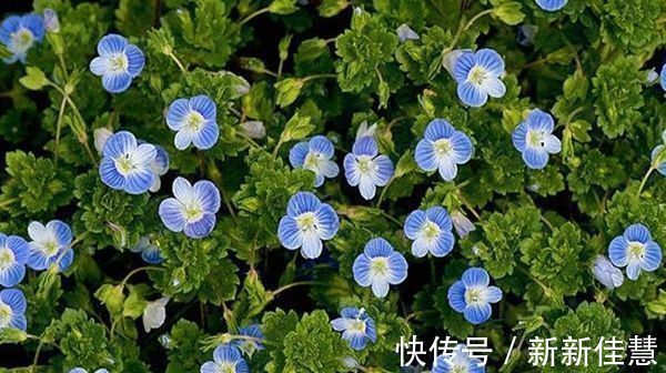 部分枝|此花小巧而又美丽,常在不起眼的地方绽放,寓意着隐藏的美!