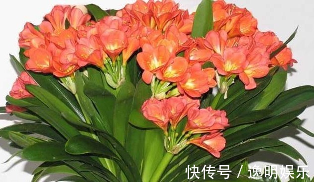 20cm|养君子兰,学会关键1招,叶片油绿,花开不停,一次开花几十朵!