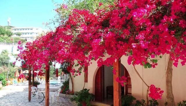 被誉为|此花一开就是上千朵,被誉为最美爬藤花卉,不吃肉也要种上一盆