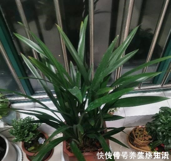 光照|养花忌讳“3件事”,做错一个也不行,怪不得老是养死花!