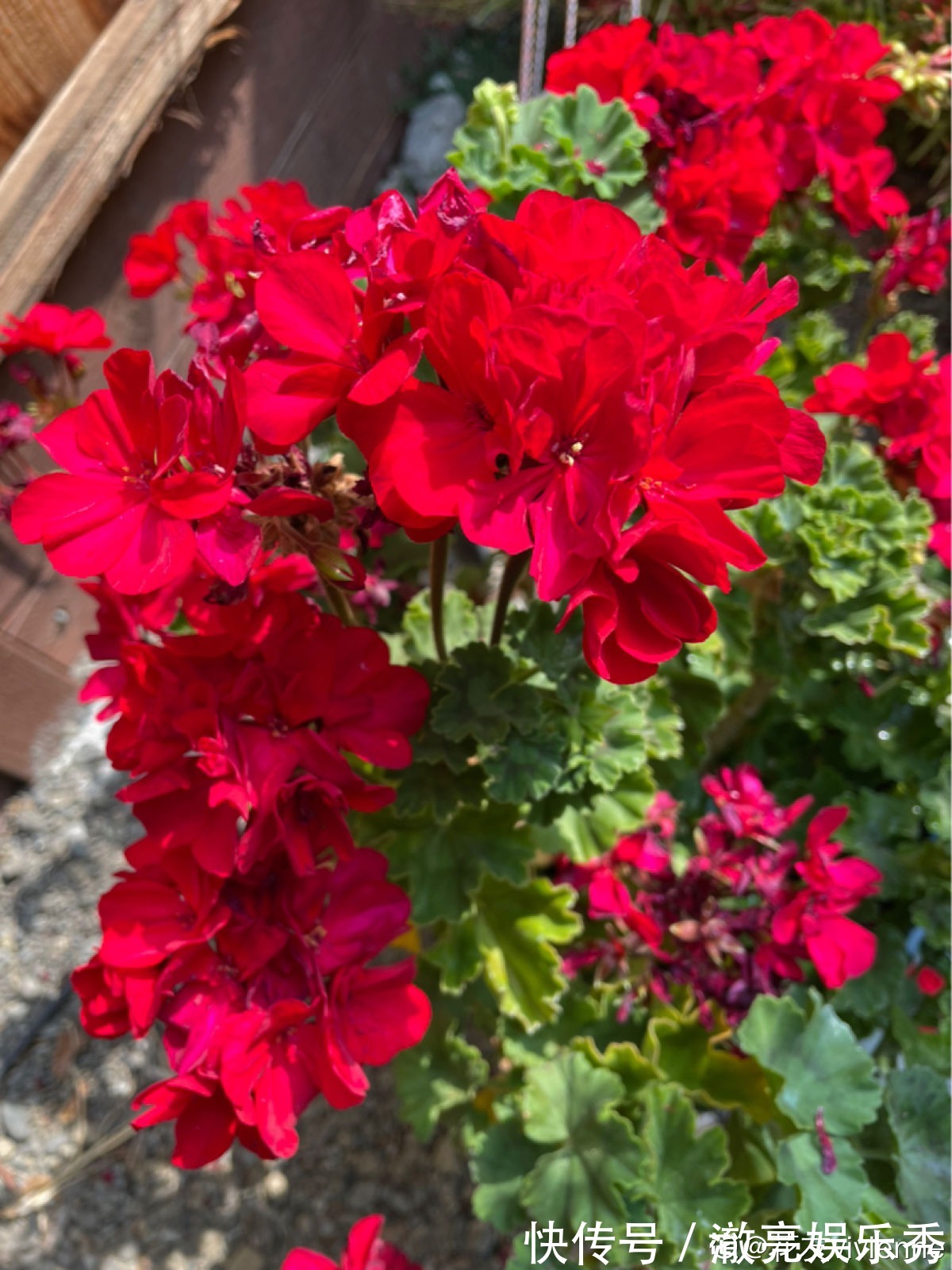 新芽|3种花马上要“醒了”,抓住时机养护,秋天呼呼冒新芽