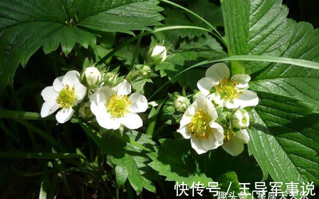 属兔|桃花朵朵，爱火燃放，旧爱重逢，旧情依旧，余生执手相伴