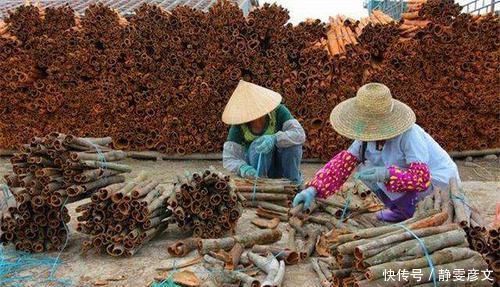 这种神奇的树，它的果子没人吃，树皮能补肾一斤300很抢手