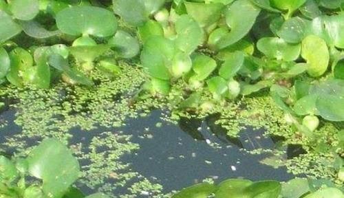 钓浮|野钓大鲫鱼的三种不常规钓法，在这些鱼情中使用，效果好得出奇！