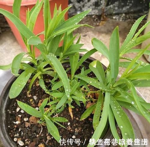 蚯蚓|嫌弃鸡鸭粪便臭？不如就用它来养花，无异味，肥效温和又持久