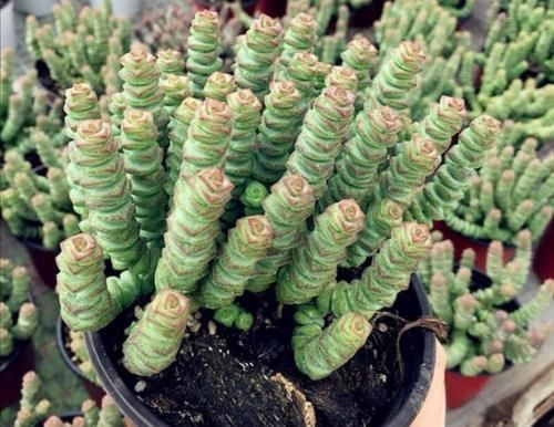 浇水|多肉钱串怎么养,才能长满花盆,株型更美观