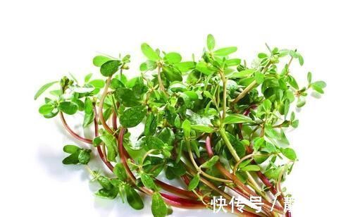 毒素|它是最不起眼的“长寿菜”,每天吃一点,排出肠胃毒素更健康!