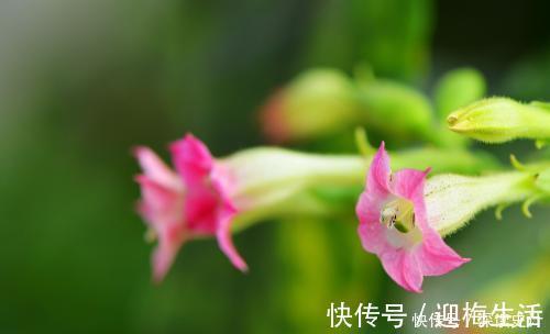 观赏价值|最有仙气的4种花,迷人的花朵,开满整个花盆,越养越喜欢