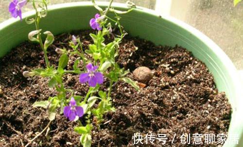 养花旧土不要扔,自己在家简单处理变新土,照样可以养花