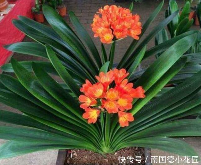 植物|家养这些植物,阳台开出花海,妖艳妖娆,层层交叠,烂漫迷人眼