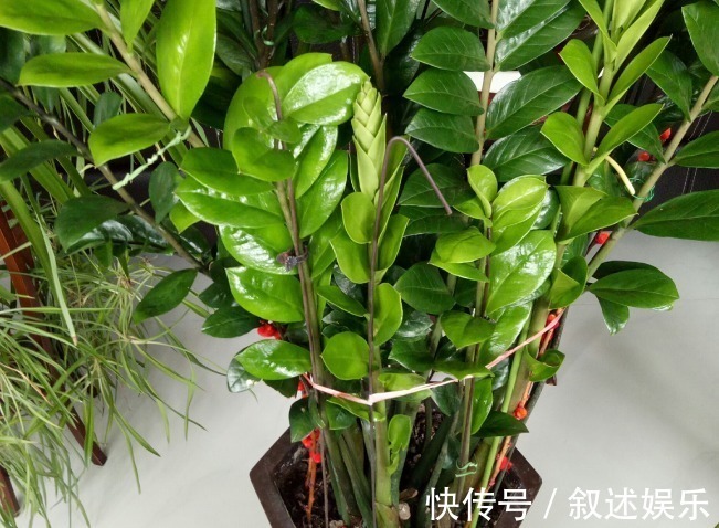 4种名字带“财意”的植物，是吉祥的观赏花，家里有空建议养一盆
