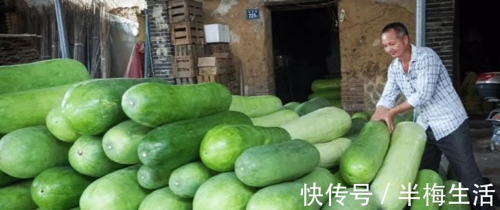白皮|买冬瓜时，挑白皮还是挑黑皮的？老菜农说漏了嘴，以后别再乱买了