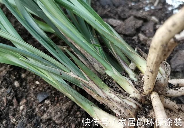 兰花|用细土种植兰花，真的会烂根腐苗吗？兰友：真正的窍门没弄懂