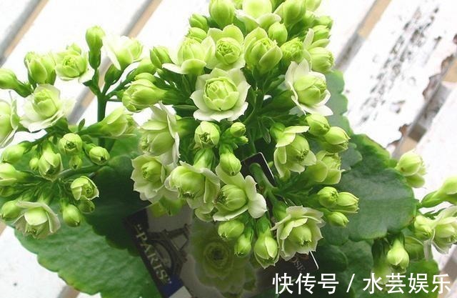 绿巴黎|最有仙气的花卉,号称爆盆小能手,花名浪漫,花色珍稀,四季开花