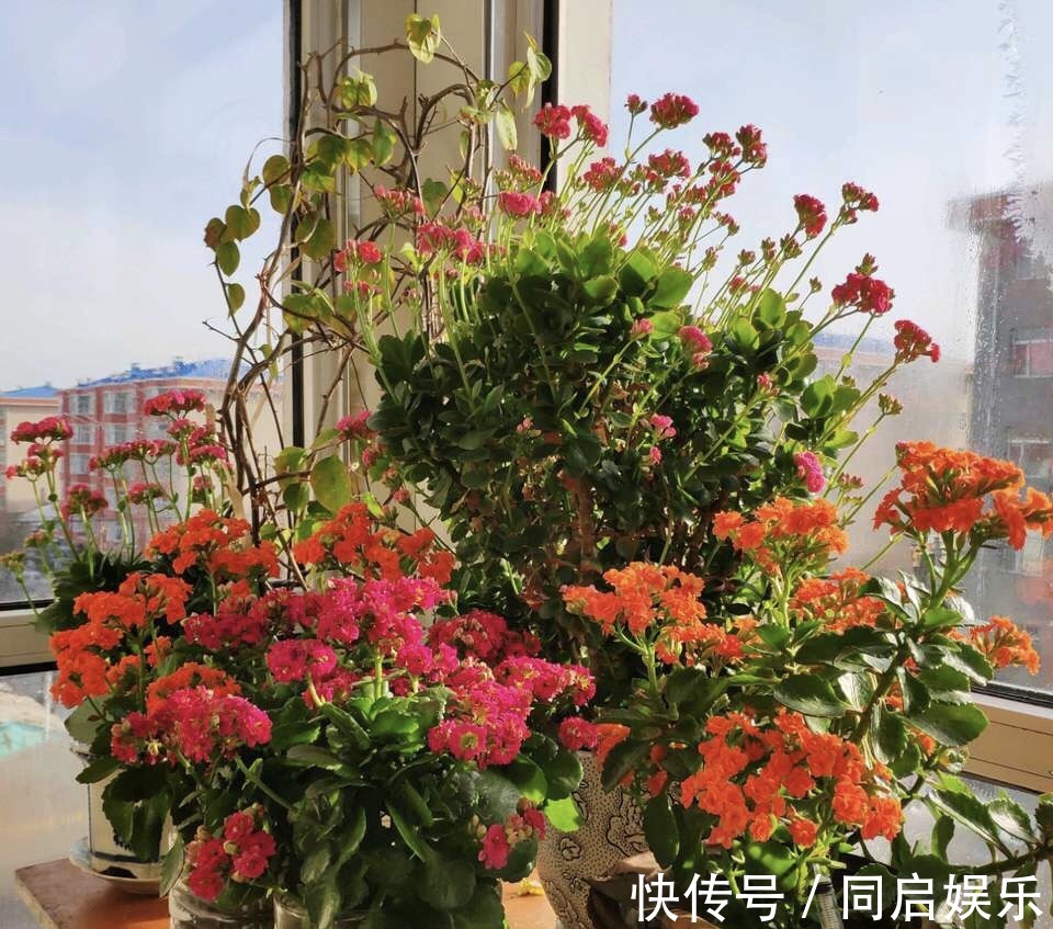 长寿花“开败了”,花期没结束,剪几刀、加点“肥”,30天又开