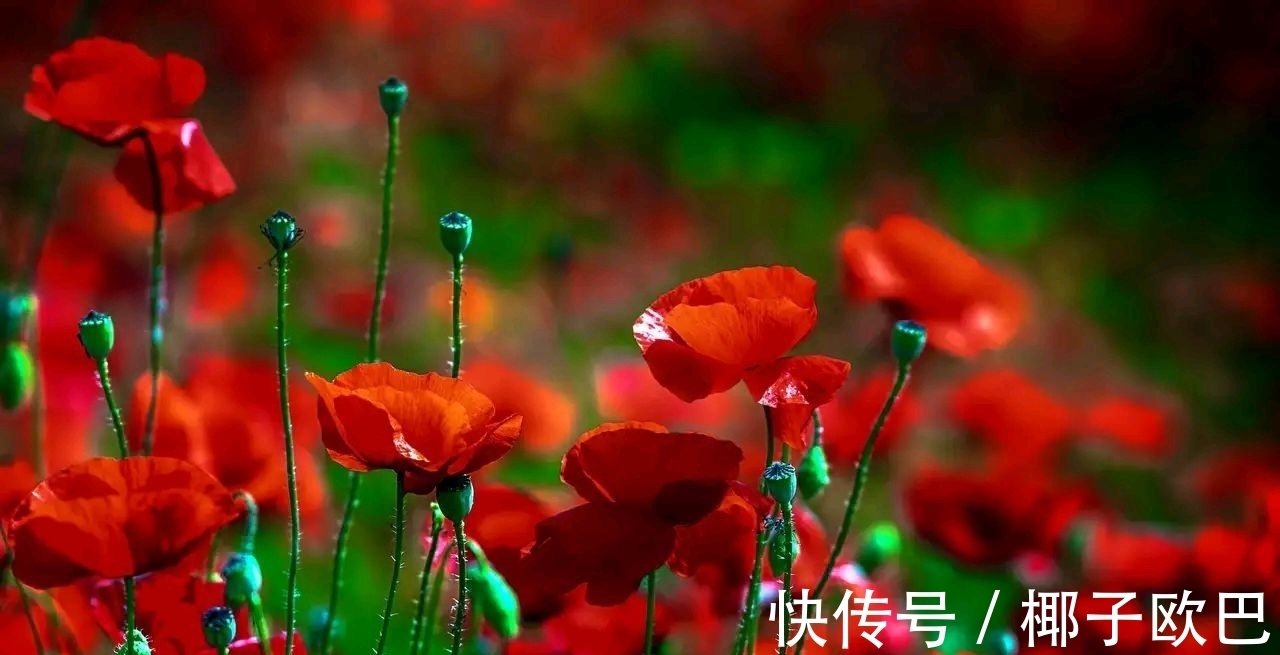 苔花@袁枚的一首小诗,充满了阳光,我们的人生不也该如此吗?