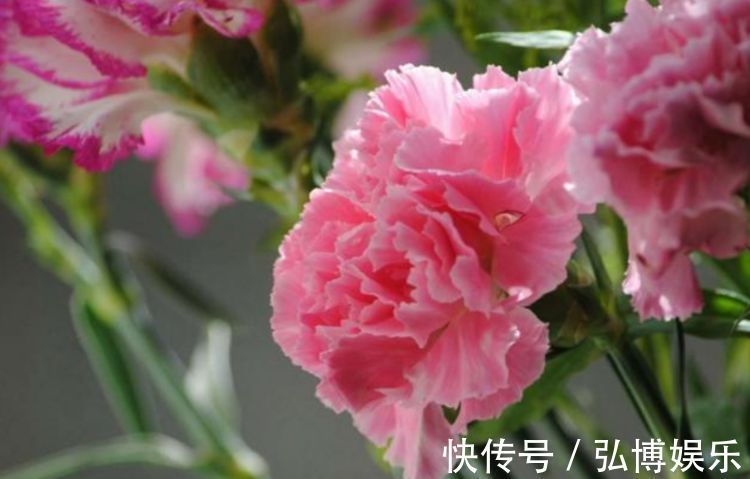 木槿|4种花是花中“大美女”,开花美长势旺,黄绿交辉,内敛美